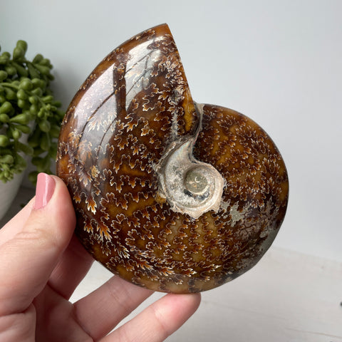 Whole Sutured Ammonite on Metal Stand