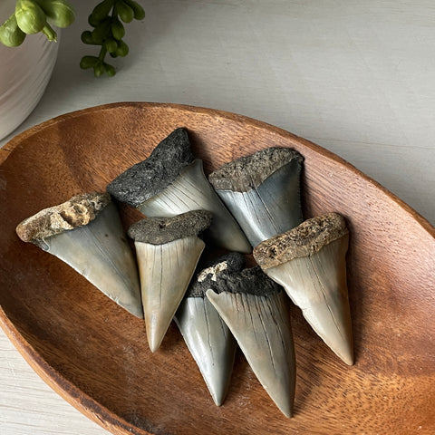 Fossil Transitional Great White Shark Tooth