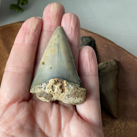 Fossil Transitional Great White Shark Tooth