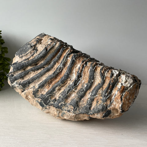 Fossil Wooly Mammoth Tooth