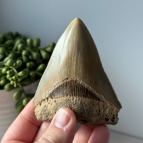 Genuine Fossil Megalodon Tooth 3.5 inches Serrated Edge