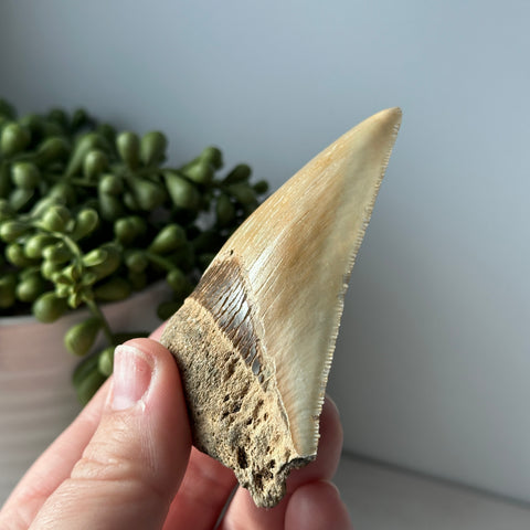 Genuine Fossil Megalodon Tooth 3.5 inches Serrated Edge