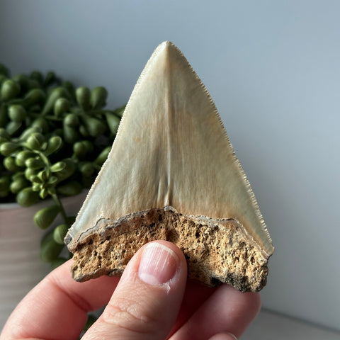 Genuine Fossil Megalodon Tooth 3.5 inches Serrated Edge