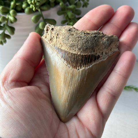 Genuine Fossil Megalodon Tooth 3.5 inches Serrated Edge