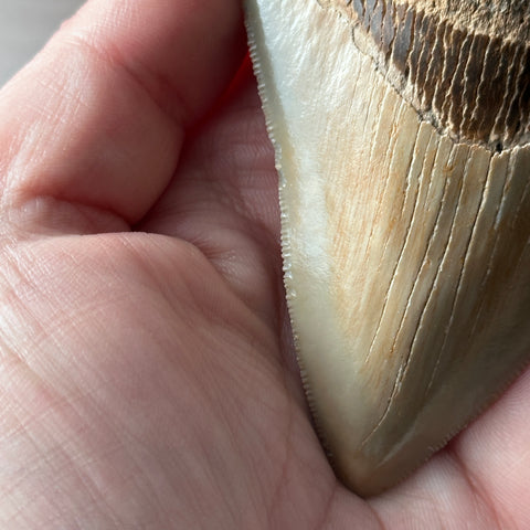 Genuine Fossil Megalodon Tooth 3.5 inches Serrated Edge