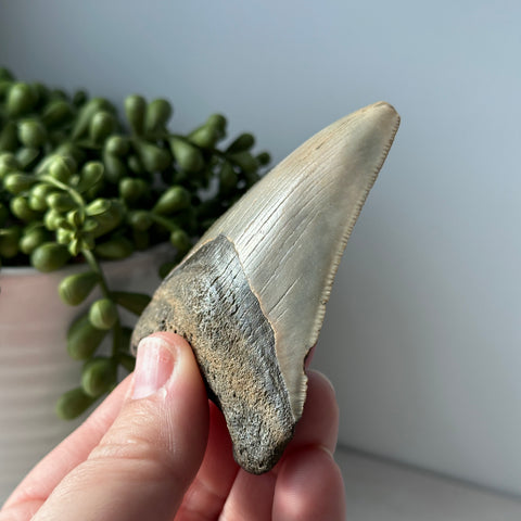 Genuine Fossil Megalodon Tooth 3.5 inches Serrated Edge