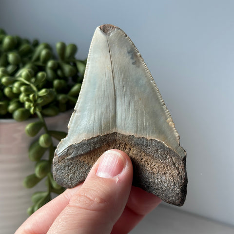 Genuine Fossil Megalodon Tooth 3.5 inches Serrated Edge