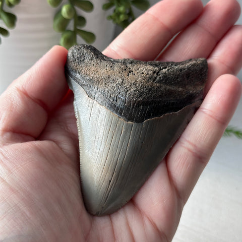 Genuine Fossil Megalodon Tooth 3.5 inches Serrated Edge