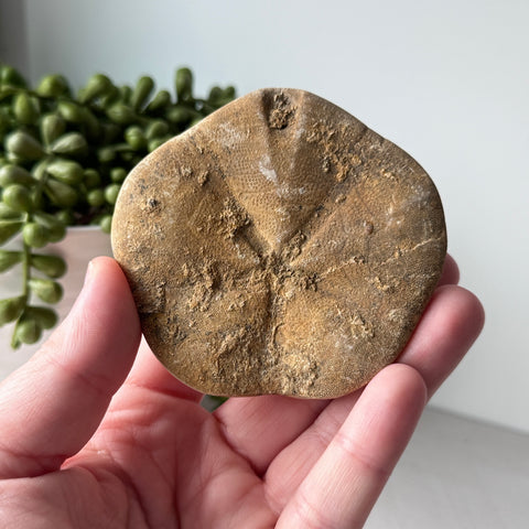 Genuine Fossil Sea Biscuit