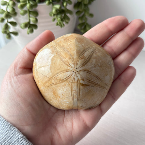 Genuine Fossil Sea Biscuit