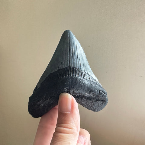 Genuine Fossil Megalodon Tooth 3.5 inches