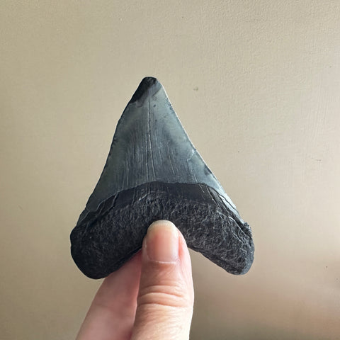 Genuine Fossil Megalodon Tooth 3.5 inches