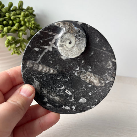 Orthoceras & Goniatite Ammonite Fossil Bowl