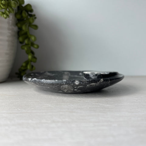 Orthoceras & Goniatite Ammonite Fossil Bowl