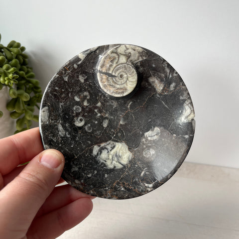 Orthoceras & Goniatite Ammonite Fossil Bowl