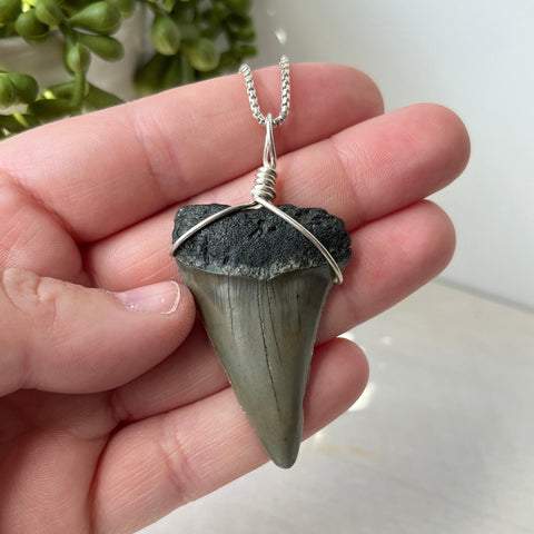 Sterling Silver Wrapped Transitional Great White Shark Tooth