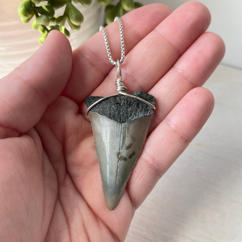 Sterling Silver Wrapped Transitional Great White Shark Tooth