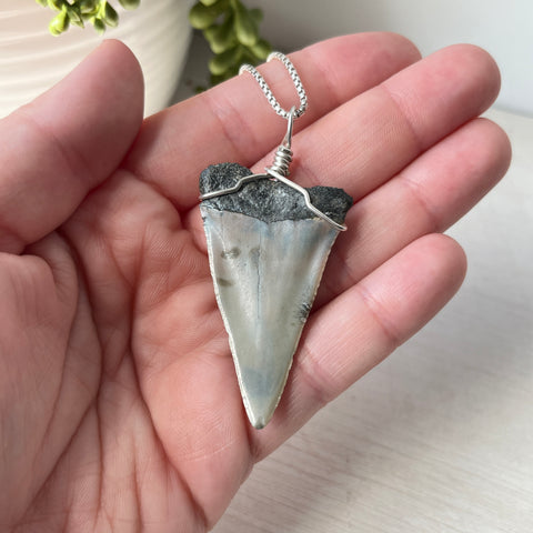 Sterling Silver Wrapped Transitional Great White Shark Tooth