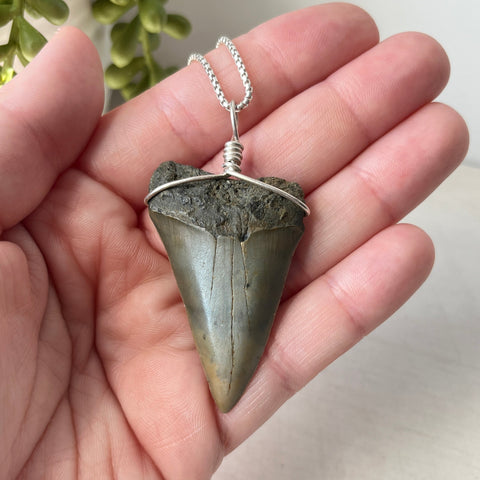 Sterling Silver Wrapped Transitional Great White Shark Tooth