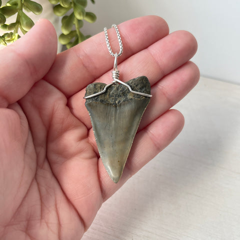 Sterling Silver Wrapped Transitional Great White Shark Tooth