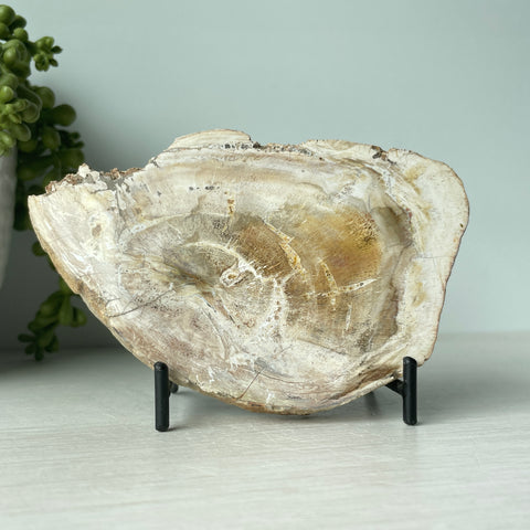 Petrified Wood Slab on Metal Stand