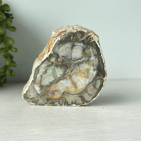 Petrified Wood Slab