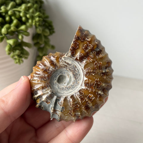 Whole Sutured Tractor Ammonite