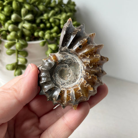 Whole Sutured Tractor Ammonite