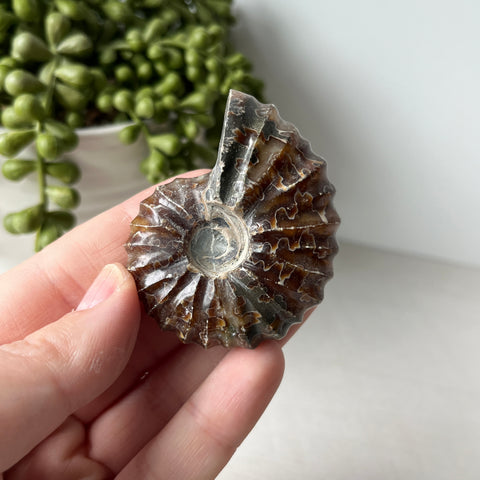 Whole Sutured Tractor Ammonite