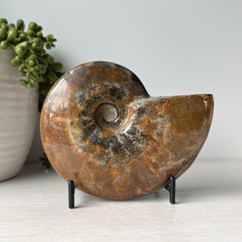 Whole Red Opalized Fire Ammonite on Metal Stand