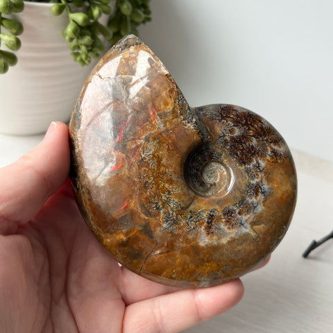 Whole Red Opalized Fire Ammonite on Metal Stand