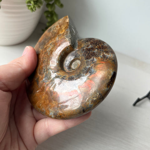 Whole Red Opalized Fire Ammonite on Metal Stand