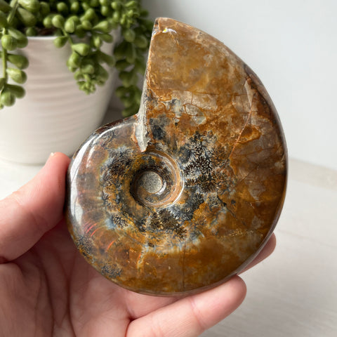 Whole Red Opalized Fire Ammonite on Metal Stand