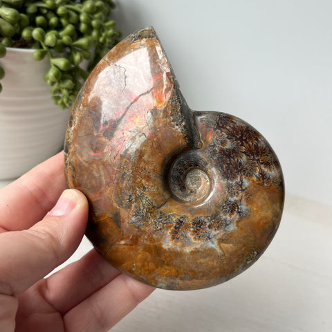 Whole Red Opalized Fire Ammonite on Metal Stand