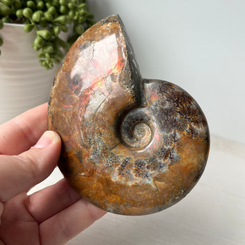 Whole Red Opalized Fire Ammonite on Metal Stand