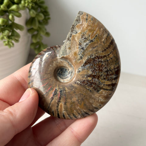 Whole Red Opalized Fire Ammonite