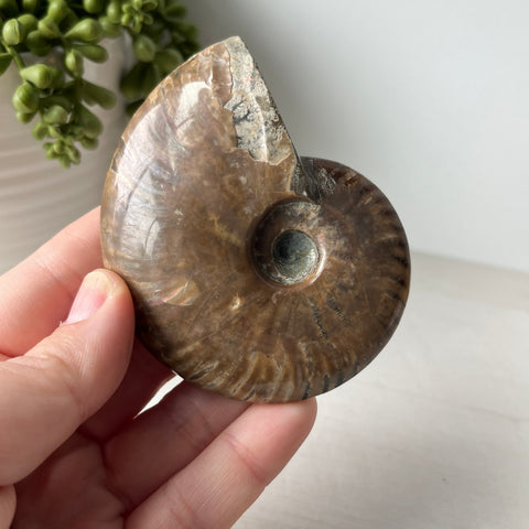 Whole Red Opalized Fire Ammonite