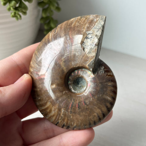 Whole Red Opalized Fire Ammonite