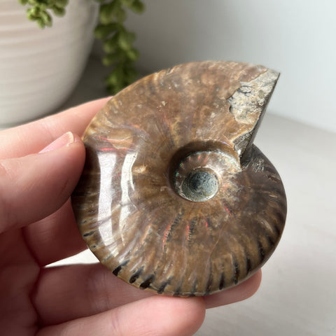 Whole Red Opalized Fire Ammonite