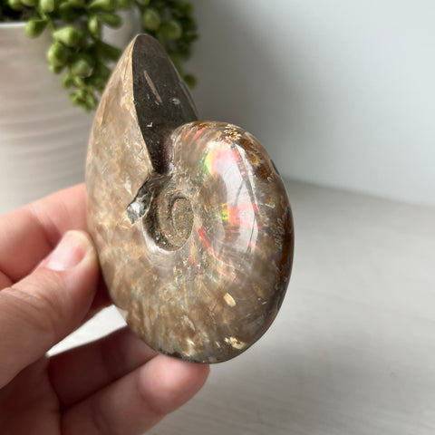 Whole Red Opalized Fire Ammonite