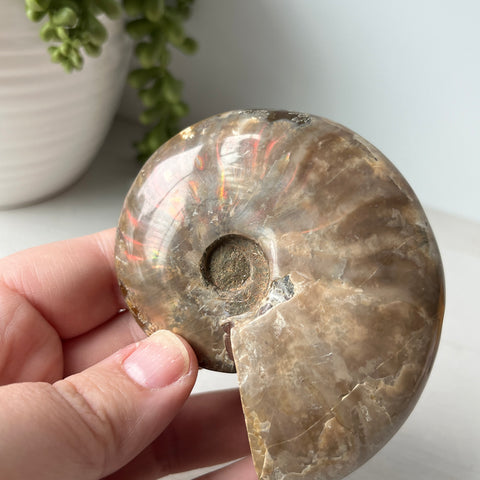 Whole Red Opalized Fire Ammonite