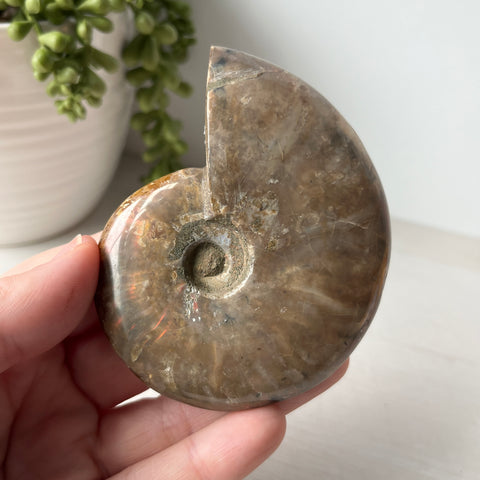 Whole Red Opalized Fire Ammonite