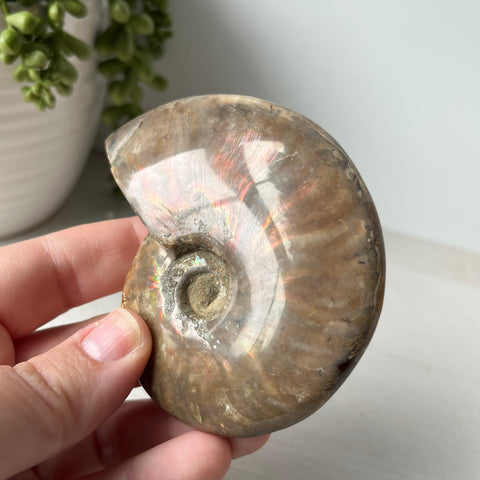 Whole Red Opalized Fire Ammonite