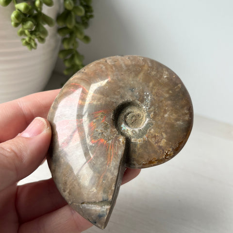 Whole Red Opalized Fire Ammonite