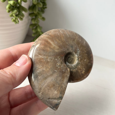 Whole Red Opalized Fire Ammonite