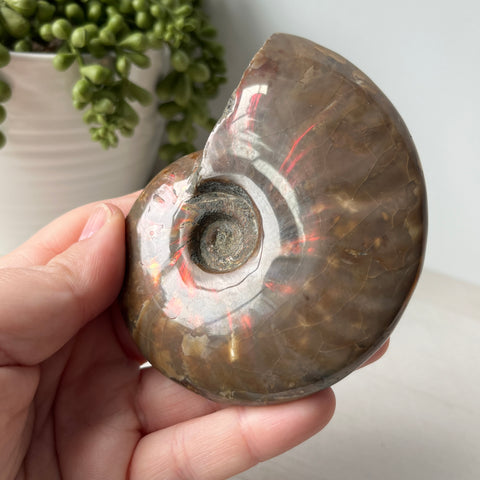 Whole Red Opalized Fire Ammonite