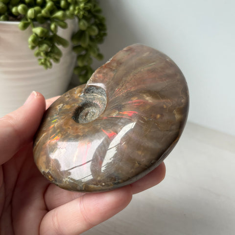 Whole Red Opalized Fire Ammonite