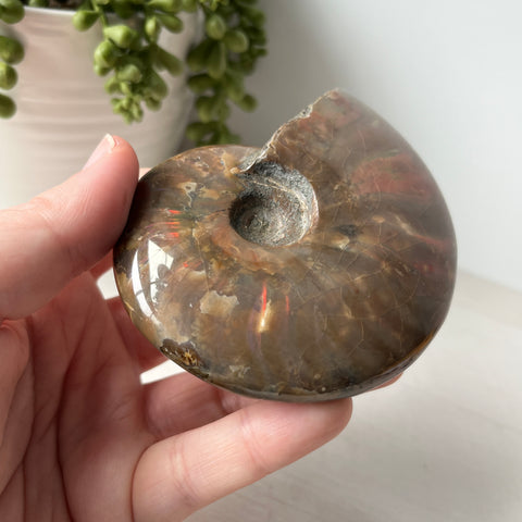 Whole Red Opalized Fire Ammonite