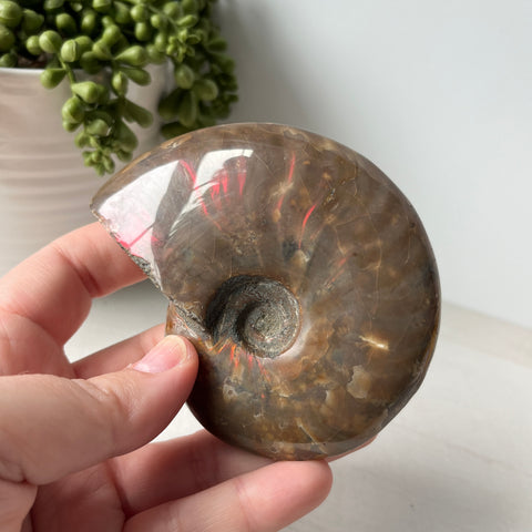 Whole Red Opalized Fire Ammonite