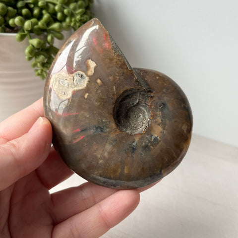 Whole Red Opalized Fire Ammonite